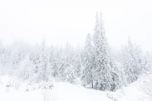 Kongsberg-winter-woods-e1511456275147